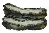 Mammoth Molar Slices With Case - South Carolina #377858-1
